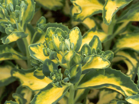 Variegated Sedum